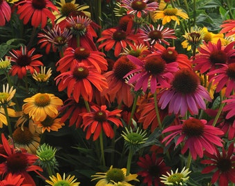 Cheyenne Spirit Echinacea Seed Mix - 50+ Fresh Flower Seeds For Garden | Multi-Color Coneflowers