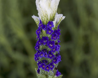 Lavandula Seeds Castilliano 2.0 White Seeds Lavender Seeds 25 Seed Pack Spanish Lavender