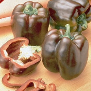100 Pepper Seeds Chocolate Beauty Sweet Pepper Seeds