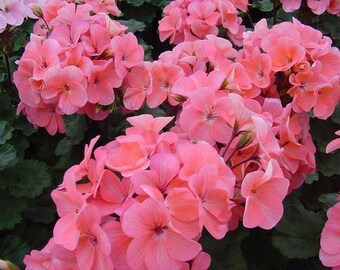 BIN1D#2 Bulk  Flower Seeds 100 Seeds Geranium Logro Nano Salmon