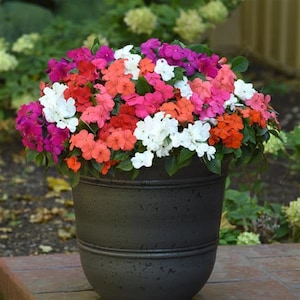 May include: A black planter pot filled with a variety of colorful flowers. The flowers are pink, red, white, and orange. The pot is sitting on a brown surface.