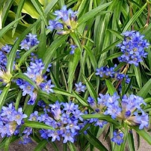 100 Seeds Gentiana Nikita Perennial Great For Rock Gardens Gentian