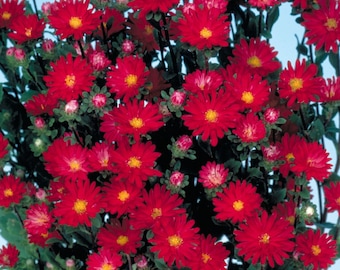 Aster Seeds 50 Seeds Aster Serenade Scarlet Cut Flower Seeds