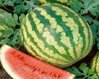 Garden Seeds 50 Seeds Crimson Sweet Watermelon Seeds