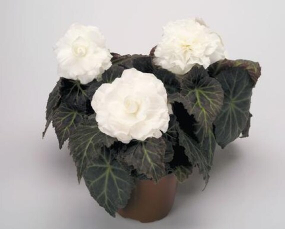 Mpb6 Begonia Seeds Begonia Nonstop Mocca White 100 Pelleted Etsy Singapore