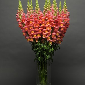 50 Pelleted Snapdragon Seeds Maryland Orange Cut Flower Seeds Floral Arrangements