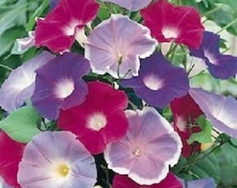 Flower Seeds 50 Morning Glory Early Call Mix Seeds