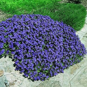 Rock Cress Seeds Cascade Blue Perennial Seeds Aubrieta Seeds Cascade Blue Rock Cress Seeds 100 thru 1,000 Seeds You Pick image 1