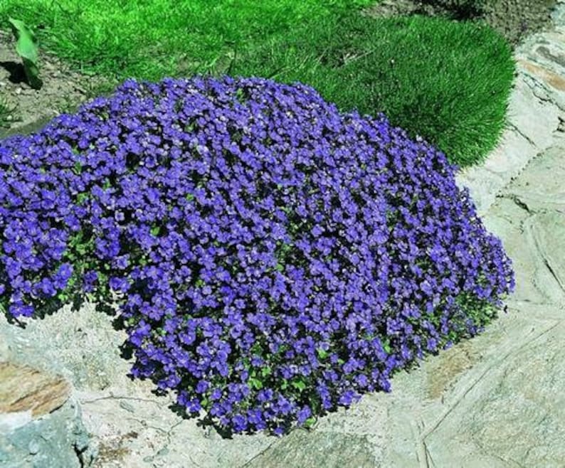 Rock Cress Seeds Cascade Blue Perennial Seeds Aubrieta Seeds Etsy