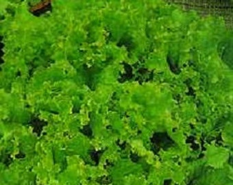 3,000 Lettuce Seeds Grand Rapids GARDEN SEEDS