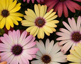 African Daisy 15 thru 50 Bulk Osteospermum Grand Canyon Mix Osteospermum Akila Series