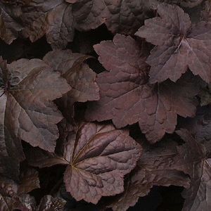 50 Pelleted Heuchera Seeds Palace Purple Seeds Perennial Plants