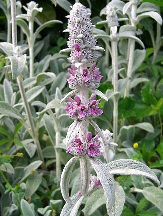Lamb’s Ear Stachys byzantine – 25 perennial seeds Lamb’s Ear Stachys byzantine – 25 perennial seeds