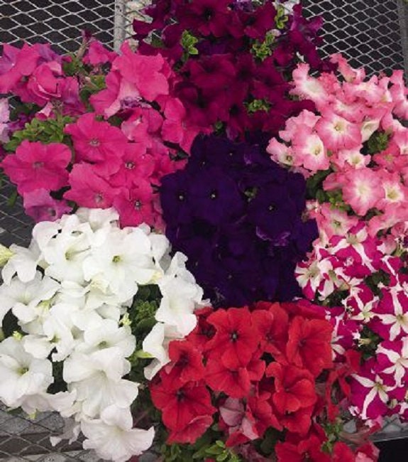 Petunia Success Hd Maxi Mix 50 Pelleted Petunia Seeds Etsy