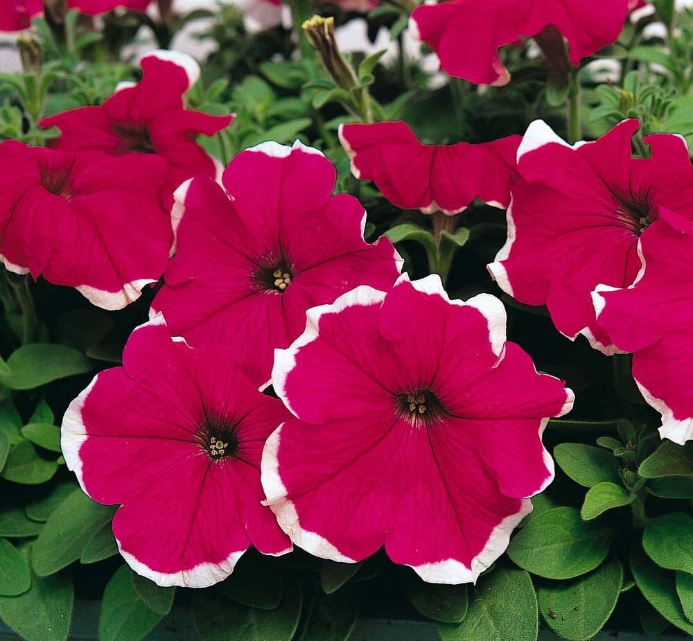 петуния хулахуп роуз. петуния грандифлора блю. петуния грандифлора фрост микс. петуния грандифлора хулахуп вельвет. петуния грандифлора хулахуп блю.