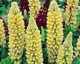 Flower Seeds 50 Seeds Lupine Russell Chandelier Seeds