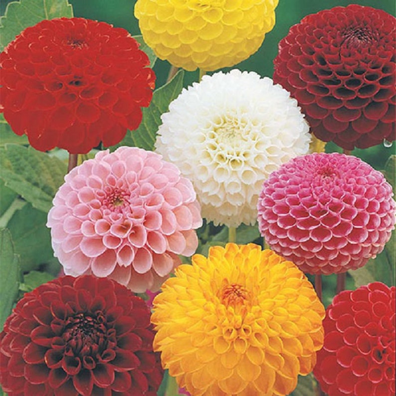 pompom dahlias