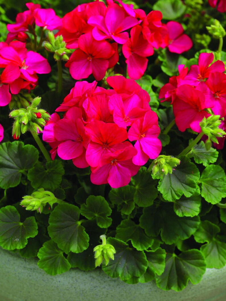 Geranium Seeds for Sale 100 Bulk Seeds Geranium Multibloom Etsy