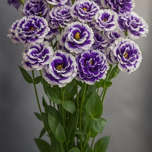 Cut Flower Lisianthus Seeds Celeb 2 Turn Blue 25 Pelleted Seeds Garden Flowers, Flower Seeds, Plant Seeds