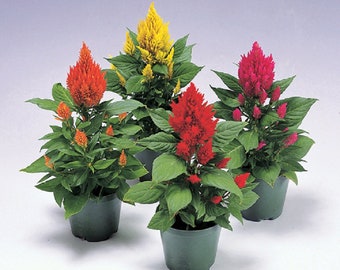 Celosia Seeds 50 Seeds Celosia Castle Mix Cocks Comb Seeds