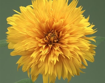 50 Sunflower Seeds Double Sunking Cut Flower Seeds
