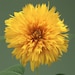 see more listings in the flower seeds section