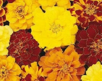 50 Marigold French Durango Mix Seeds