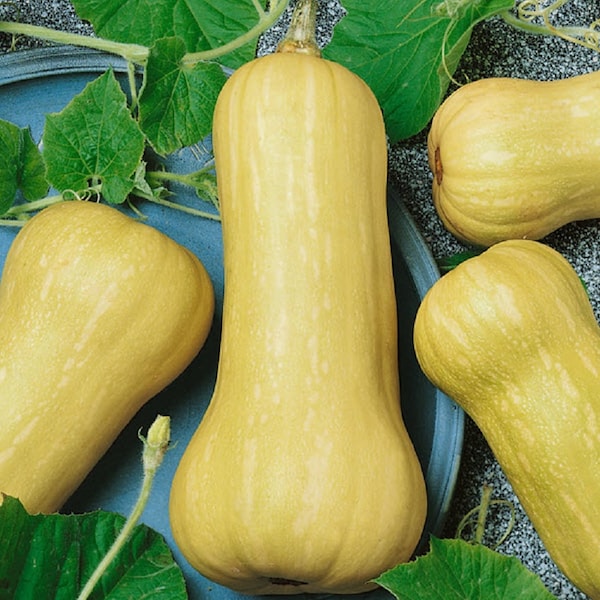 50 Waltham Butternut Squash Seeds Winter Squash