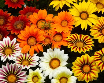 Flower Seeds 50 Seeds Gazania Kiss Mix Flower Seeds