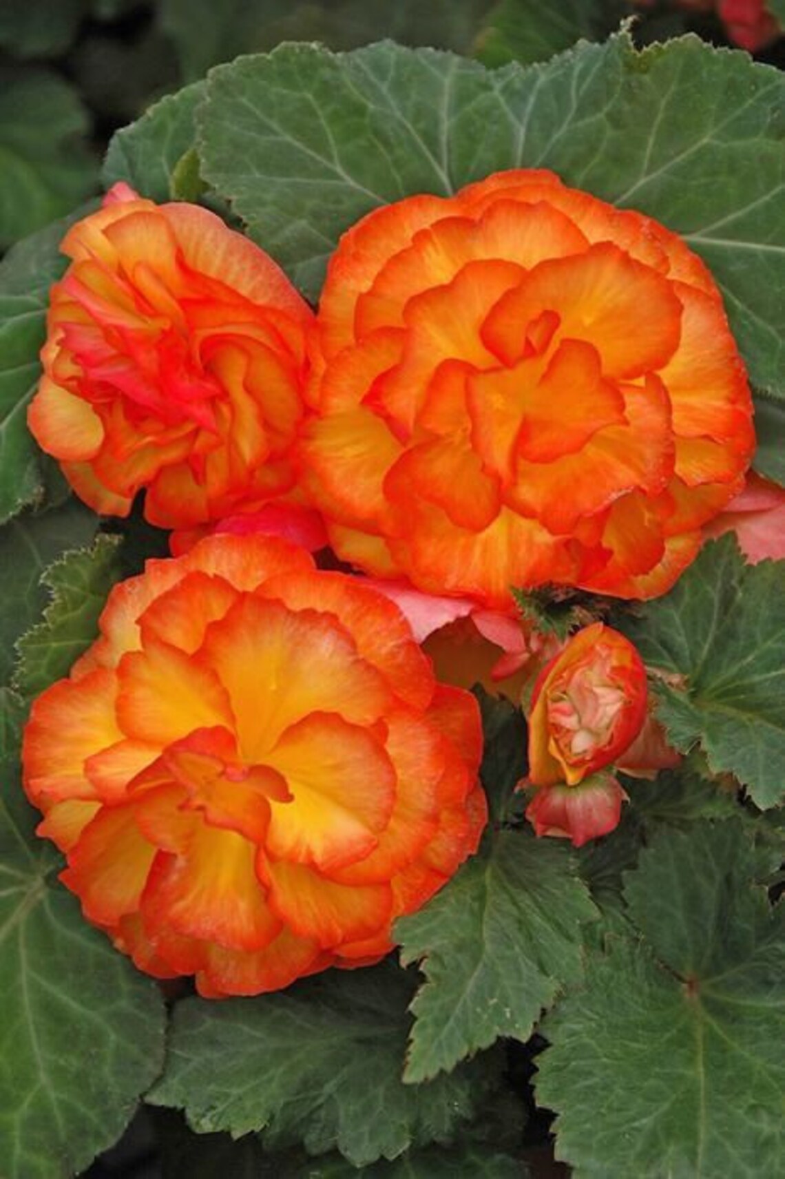 Begonia Seeds Nonstop Apricot 15 thru 250 Pelleted Seeds Etsy