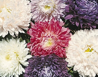 Aster Seeds Ball Florist Mix 100 Seeds Cut Flower Seeds