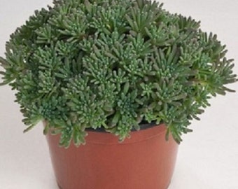 50 Seeds Sedum Lizard Green Succulent Seed (PERENNIAL)