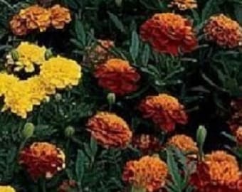 50 Marigold Janie Mix French Marigold Seeds