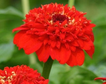 25 Zinnias Seeds Zinnia Zinderella Red Garden Flowers