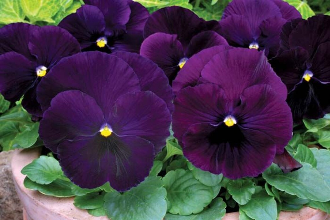 Pansy Seeds Pansy Matrix Purple 25 Seeds Extra Large Flowers Etsy