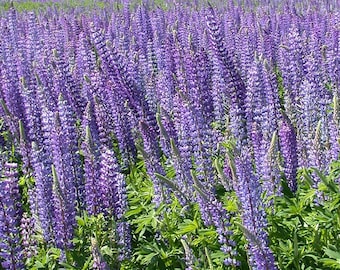 250 Seeds Lupine Perennial Blue Flower Seeds