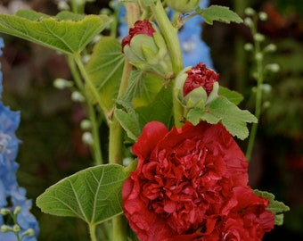 MPB#12 Hollyhock Seeds Chaters Scarlet 25 thru 500 Seeds Perennial Seeds