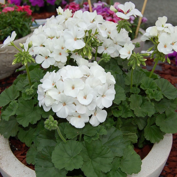 MPB3 Geranium Seeds Ringo White Flower Seeds 15 Geranium - Etsy