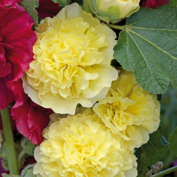 Hollyhock Seeds Chaters Golden Yellow Alcea Seeds 25 thru 500 Seeds