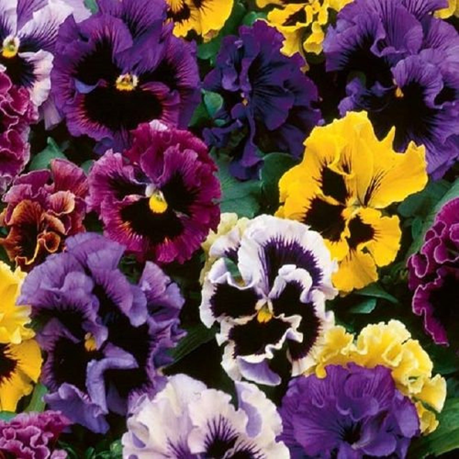 Pansy Seeds Frizzle Sizzle Mix 25 Thru 500 Seeds you pick Etsy