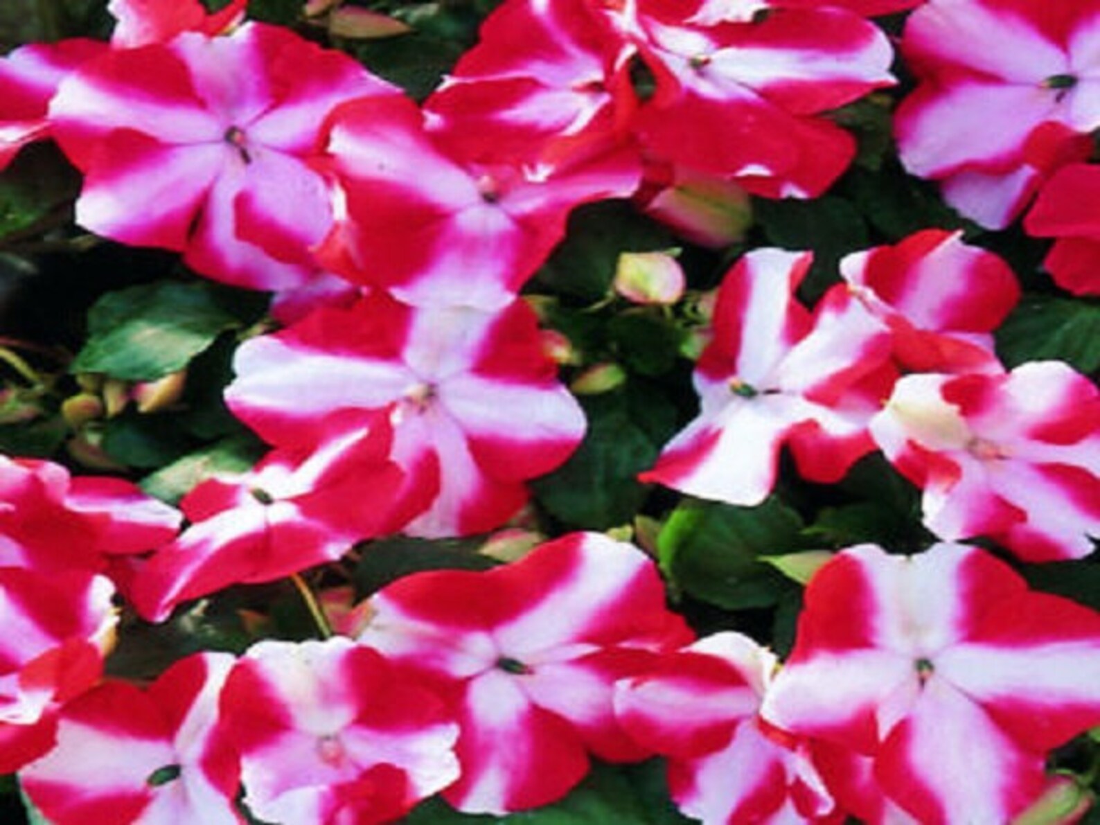 50 Impatiens Seeds Impatiens Sun and Shade Red Star Etsy