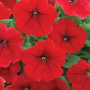 BIN#2R10D8 Petunia Seeds Trilogy Rouge Trailing Petunia Seeds 25 Pelleted Seeds