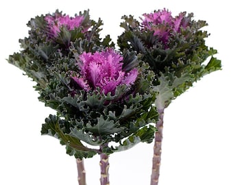 50 Flowering Kale Seeds Flowering Kale Empire Kysia F1 Hybrid