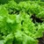 thumbnail image 2 of MPB#5 Parisian Carrot Seeds – 300 Vegetable Seeds – Fresh, High Germination (85%+) – USA 2 of 5