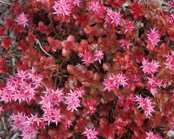 Bulk Seeds Sedum Dragon Blood Succulent Seeds Etsy