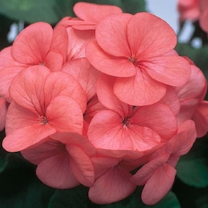 BIN1D#2 Geranium Seeds Geranium Horizon Coral Spice 100 Bulk Seeds F1 Hybrid