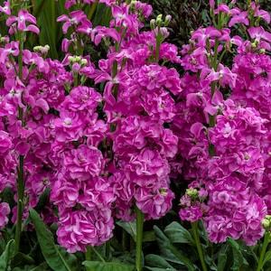 Flowers 50 Stock Seeds Mime Pink Cut Flower F1 Variety