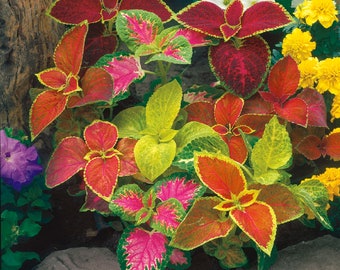 MPB#1 Pelleted Seeds 50 Pelleted Coleus Seeds Wizard Mix