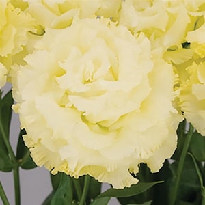 Cut Flower Lisianthus Seeds Celeb 2 Gold 25 Pelleted Seeds Garden Flowers, Flower Seeds