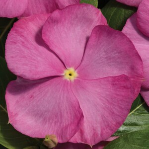 Vinca Seeds Vinca Vitalia Pink 25 thru 100 Seeds Flower Seeds catharanthus roseus